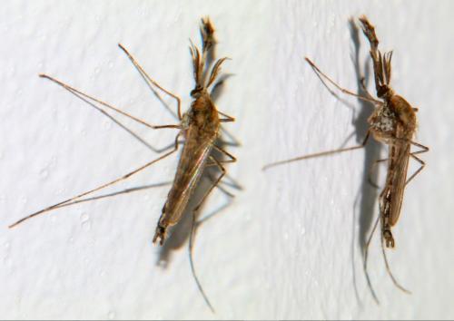 Réf. 252 217 : Ochlerotatus caspius